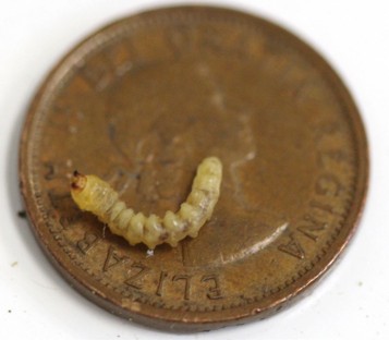 A larva on a penny.